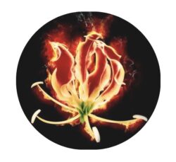 Logo Le Gloriosa